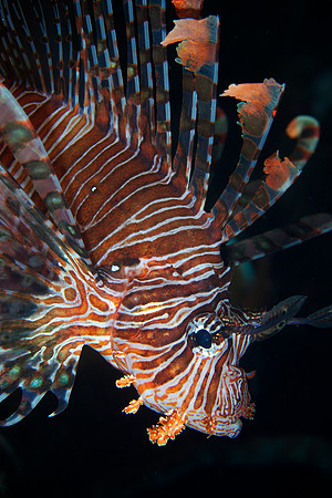 Lionfish
