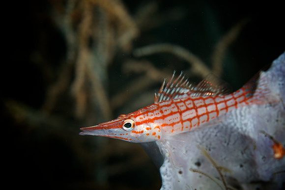 Longnose Hawkfish