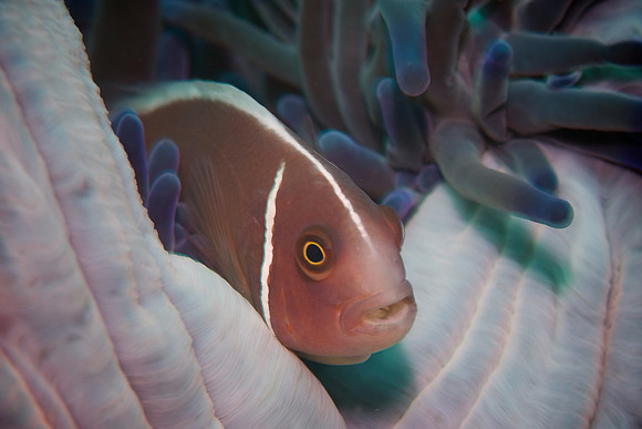Clownfish