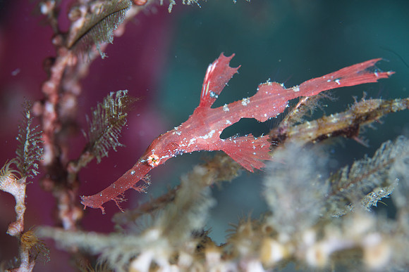 Roughsnout Ghostpipefish