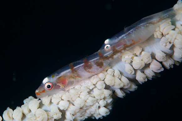 Gobies
