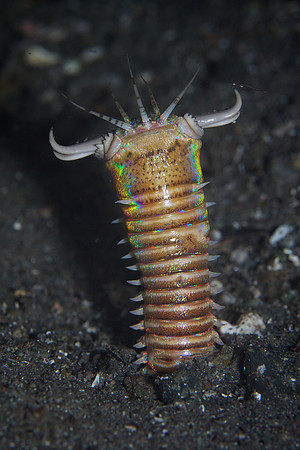 Bobbitt Worm (Eunice aphroditois)
