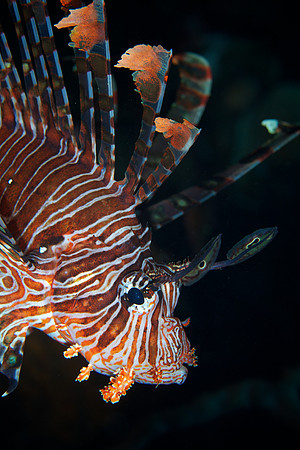 Lionfish