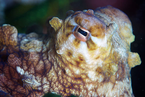 Octopus