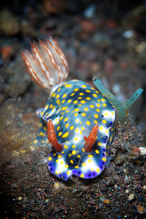 Hypselodoris Nudibranch