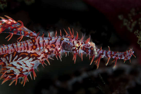 Pregnant Pipefish